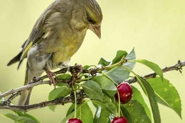 Cherry pests photo.