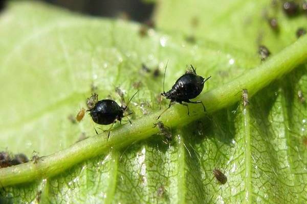Cherry pests photo. Cherry aphid