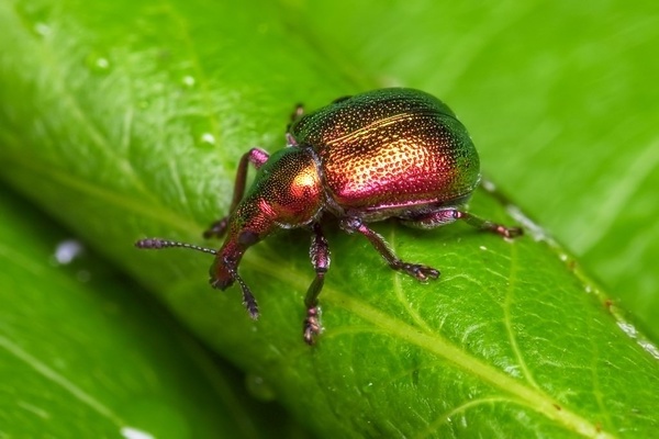 Cherry pests photo. Cherry tube runner
