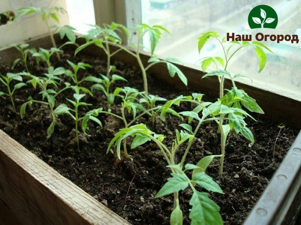 Seedlings of tomatoes