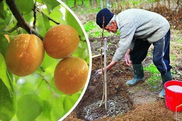soins de plantation d'abricots