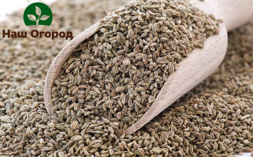 Healthy celery seeds