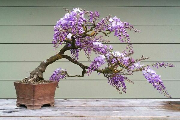 Jacaranda mimosolifère