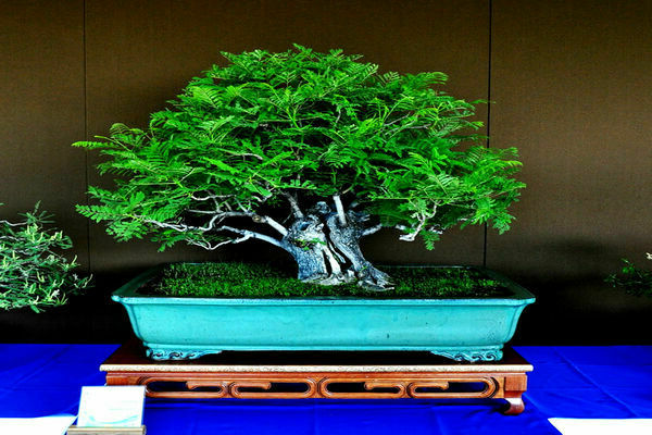 Jacaranda arbre