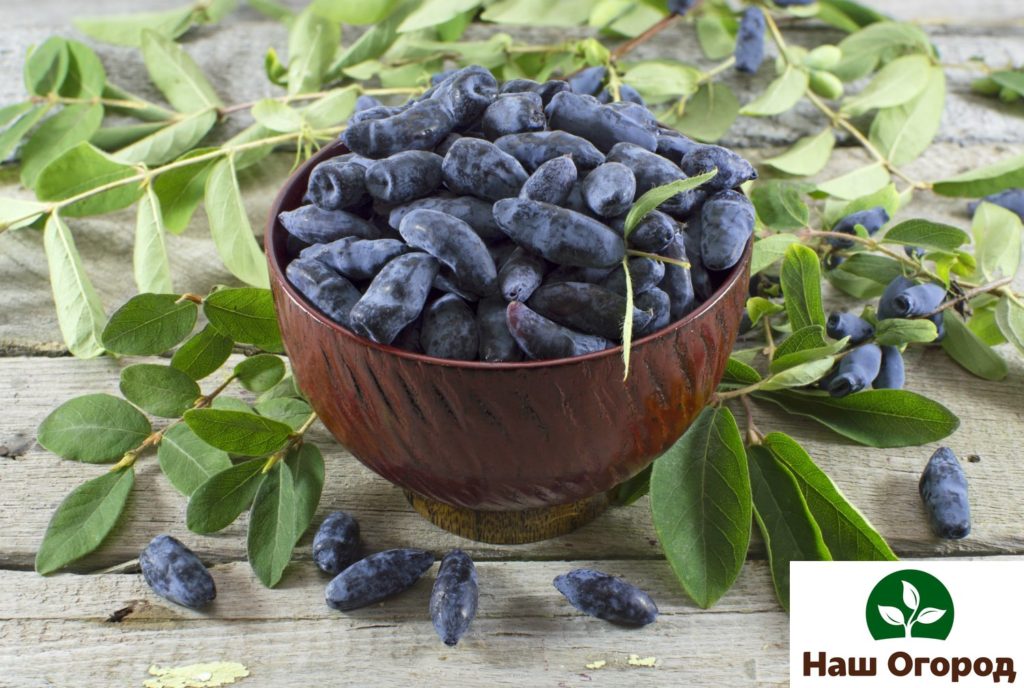 A baga da madressilva é apreciada por seu alto teor de minerais e vitaminas como A, C, grupo B.