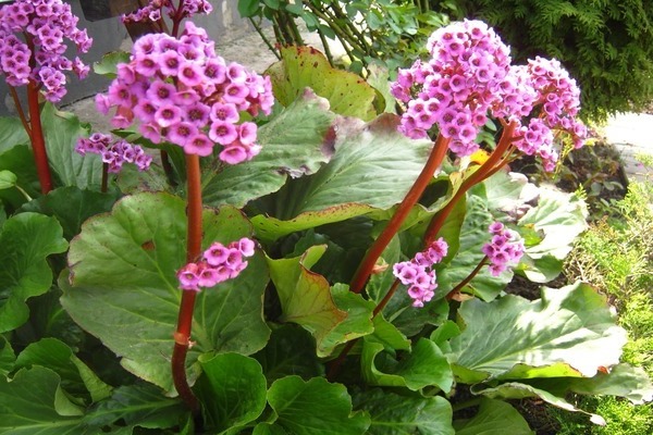 blooming badan