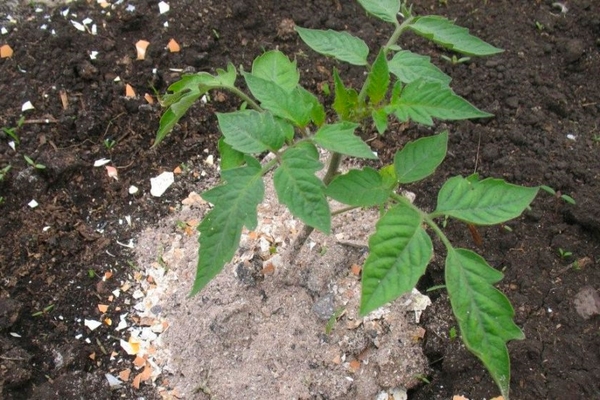 como alimentar tomates após o plantio