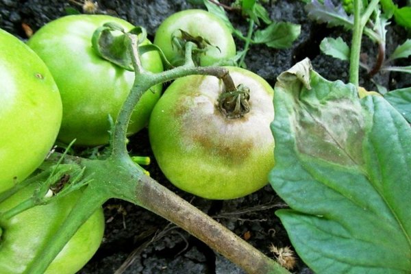 signes de mildiou sur les tomates