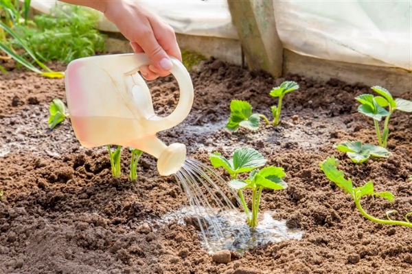 strawberry care and cultivation