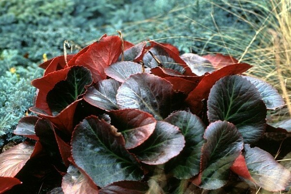 color badan photo