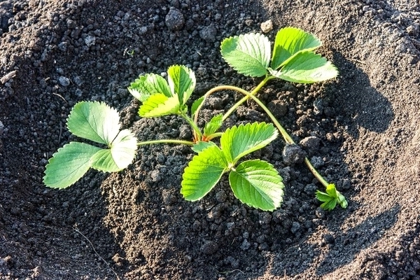  care for strawberries in the country