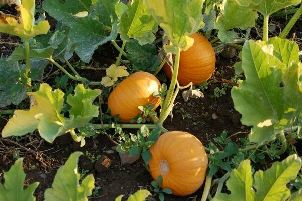 growing pumpkin