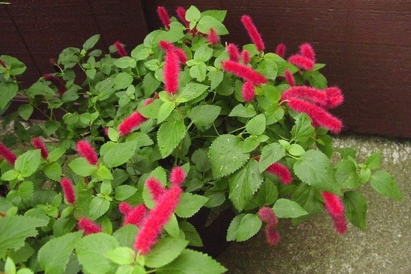 foxtail decorative