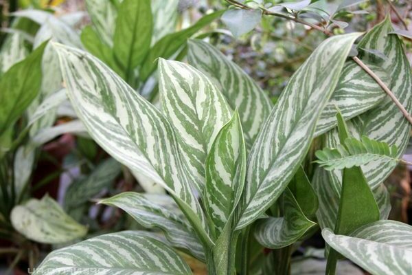 aglaonema photo