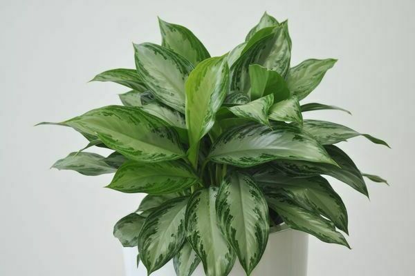 aglaonema care