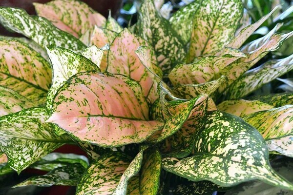 aglaonema leaves
