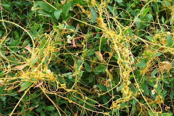 agrokiller against weeds
