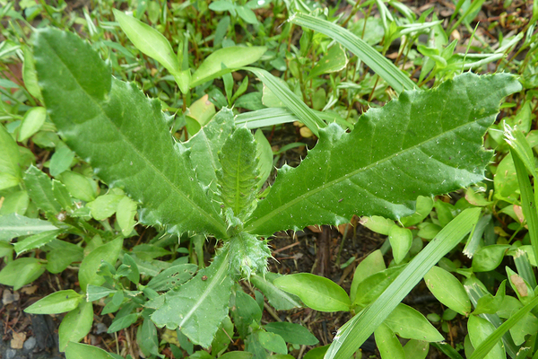 agrokiller instruction