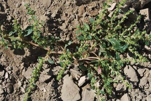 agrokiller application