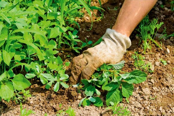 agrokiller instructions for use