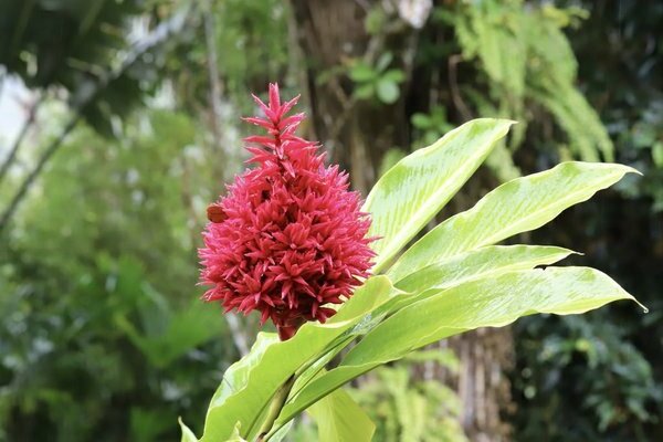alpinia care