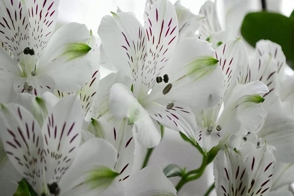variedades de alstroemeria