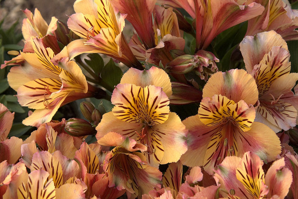 foto alstroemeria