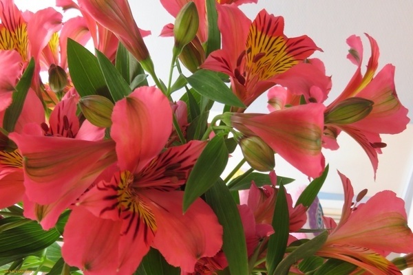 variedades de alstroemeria