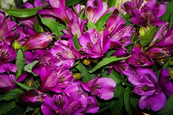 foto alstroemeria