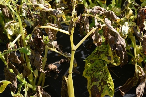 Alternaria potato