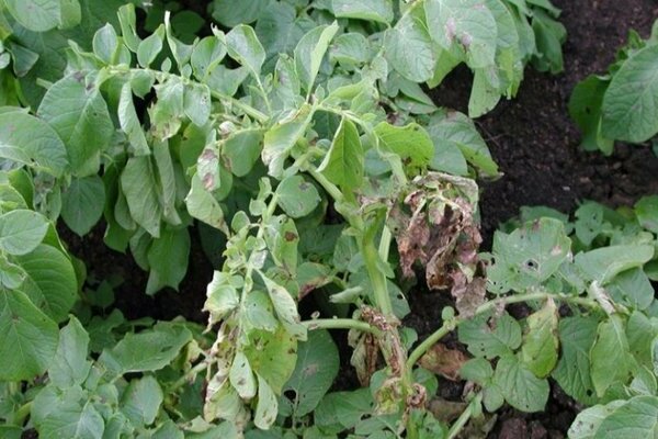 potato alternaria photos