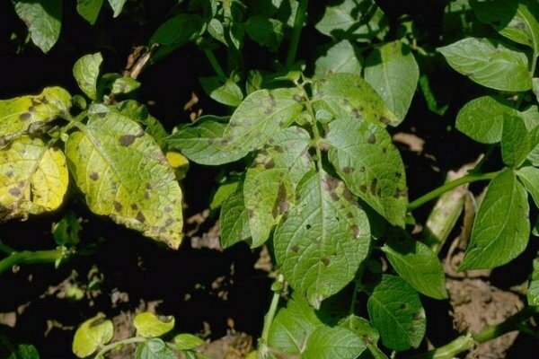 Alternaria potato photo description