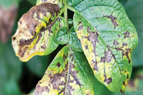 potato alternaria treatment