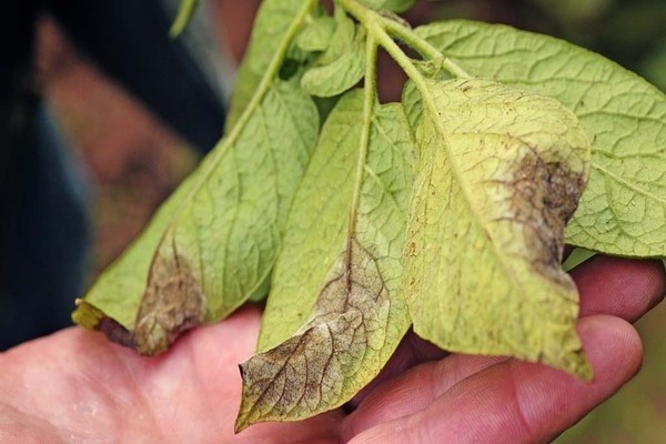 Alternaria potato control measures