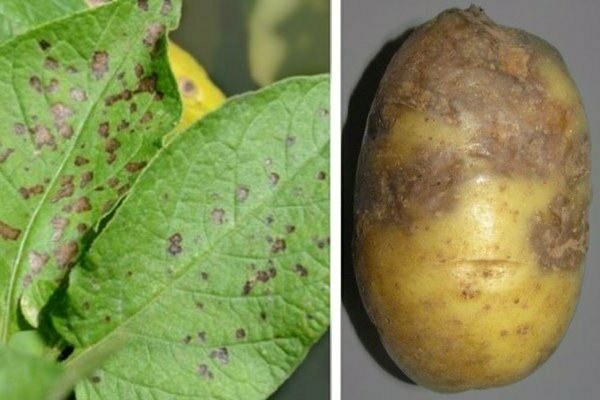 alternaria potato