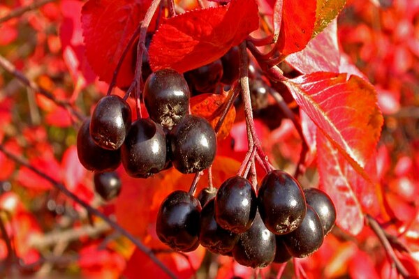 Aronia noir