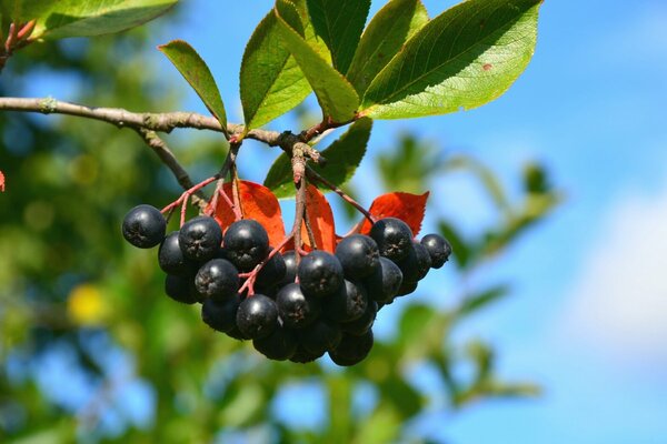 propriétés de l'aronia