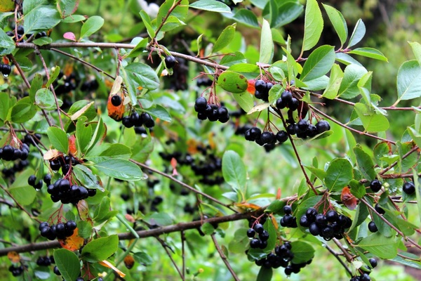 photo d'aronia