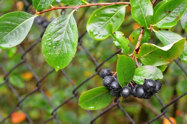 plantation d'aronia