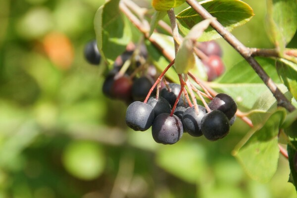 description de l'aronia noir