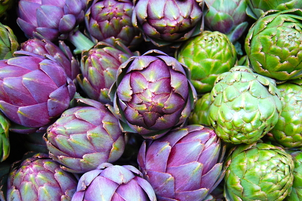 artichoke plant photos