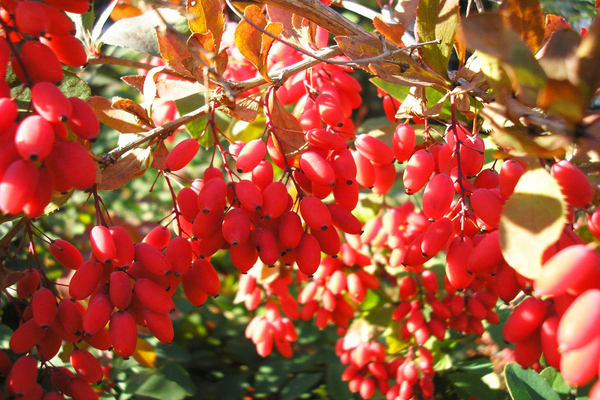 planting barberry