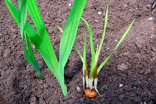gladioli disease treatment