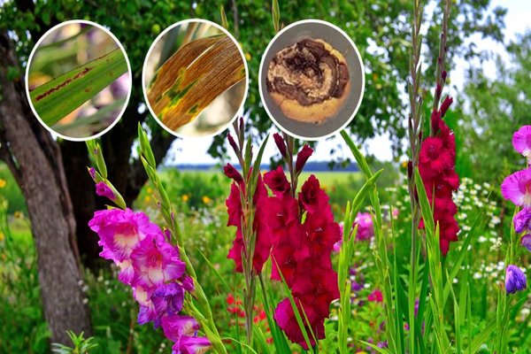 Diseases of gladioli