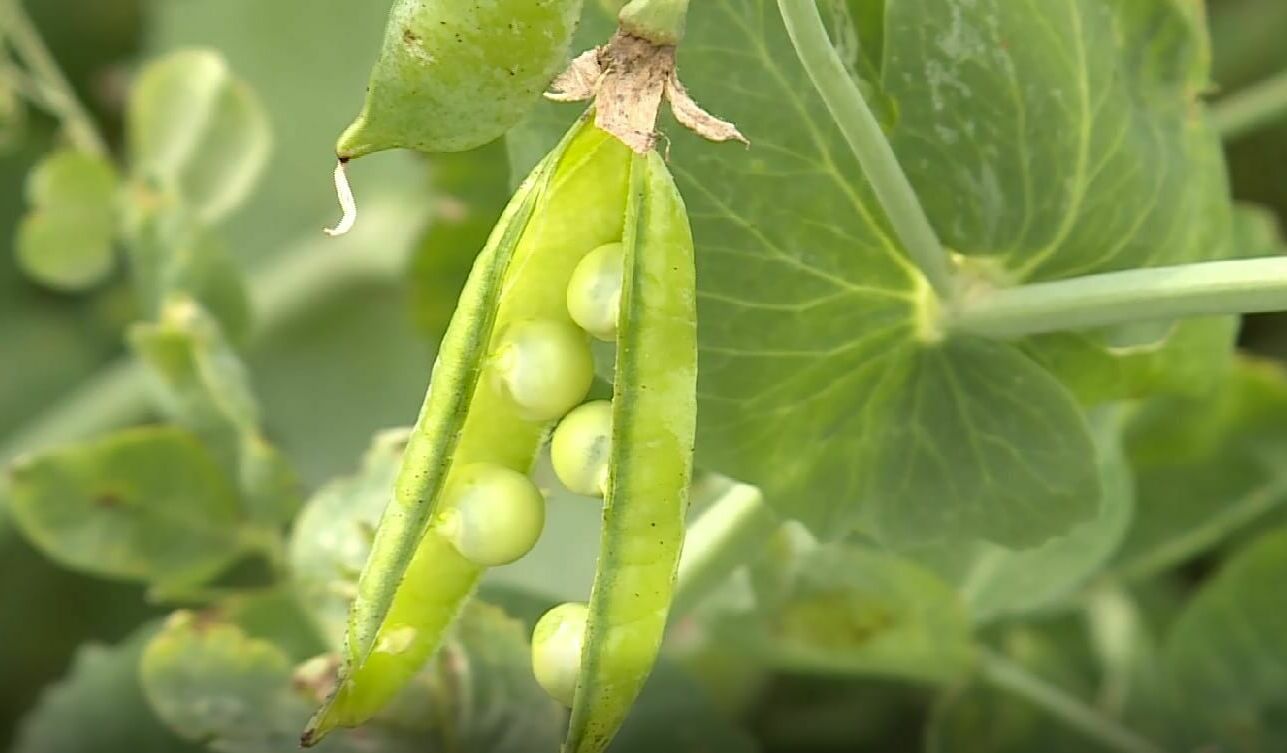 pea disease