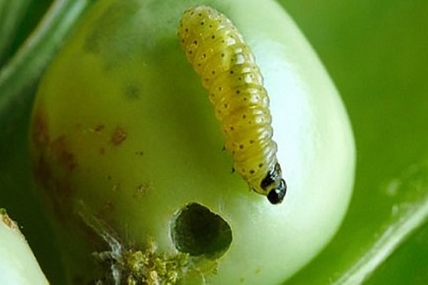 pea disease and control