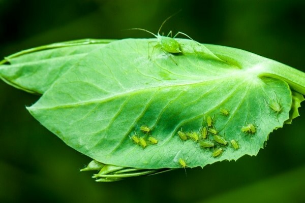 pea disease pictures