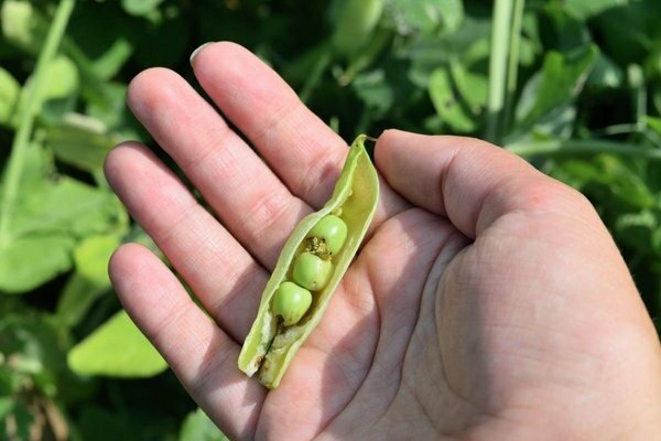 diseases and pests of peas