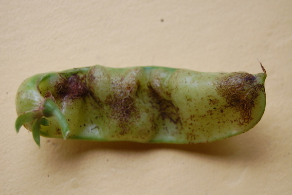 pea disease