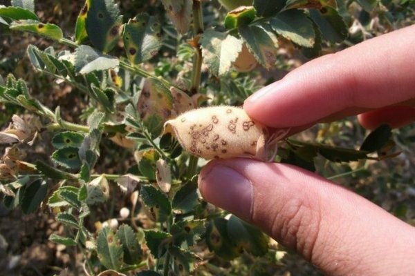 pea disease